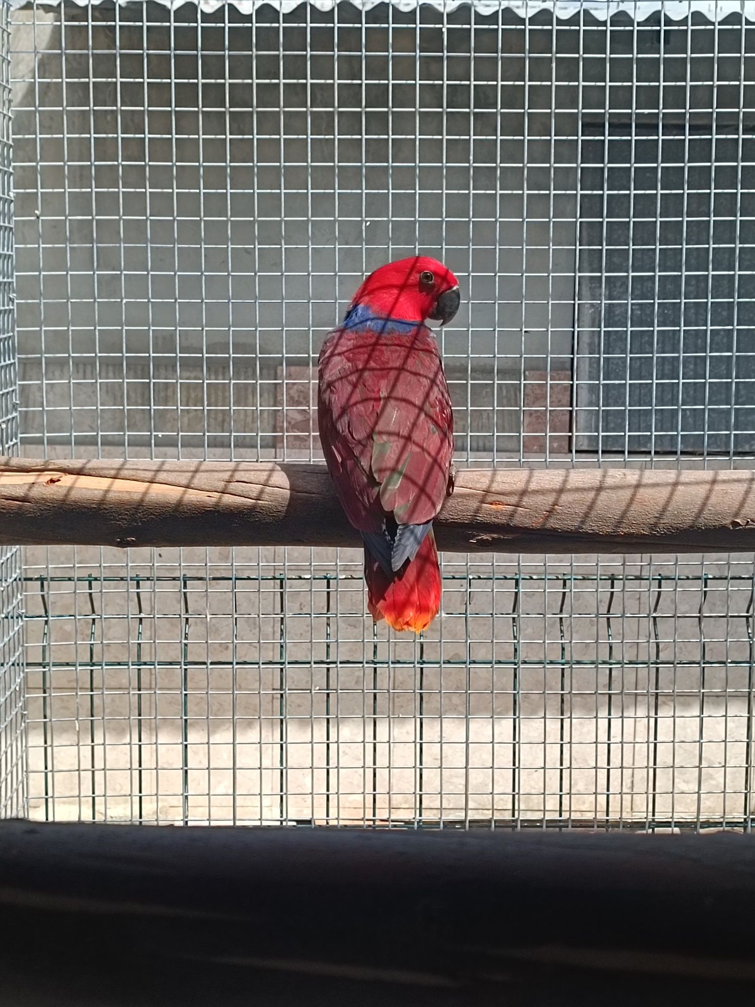 Ecletus M e F disponiveis