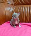 Chihuahua piesek lilac xxs mini