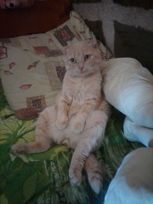 Ищю невесту кошечку для кота шотландец вислоухий рыжий