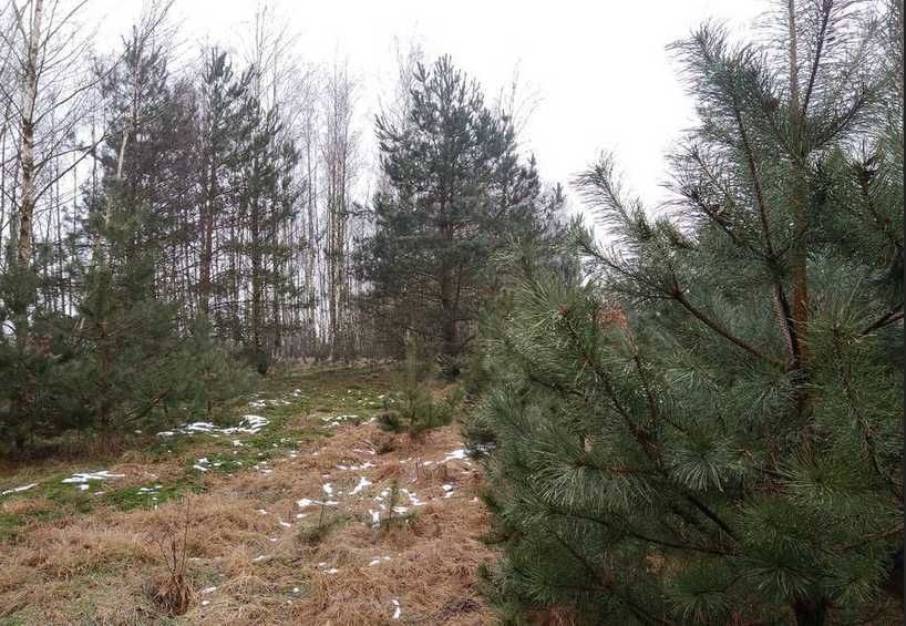 Atrakcyjna działka  z warunkami zabudowy. Osuchów