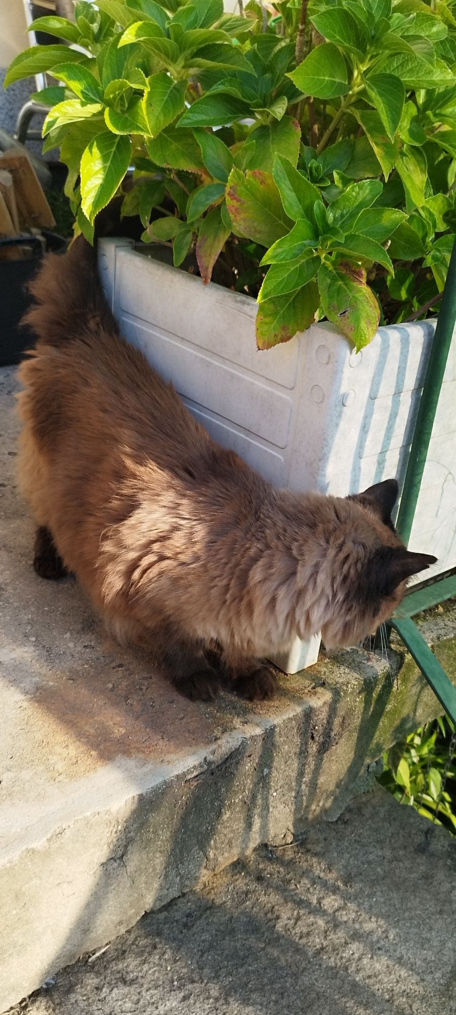 Gato castrado siamês adulto