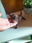 Pinscher zero chocolate
