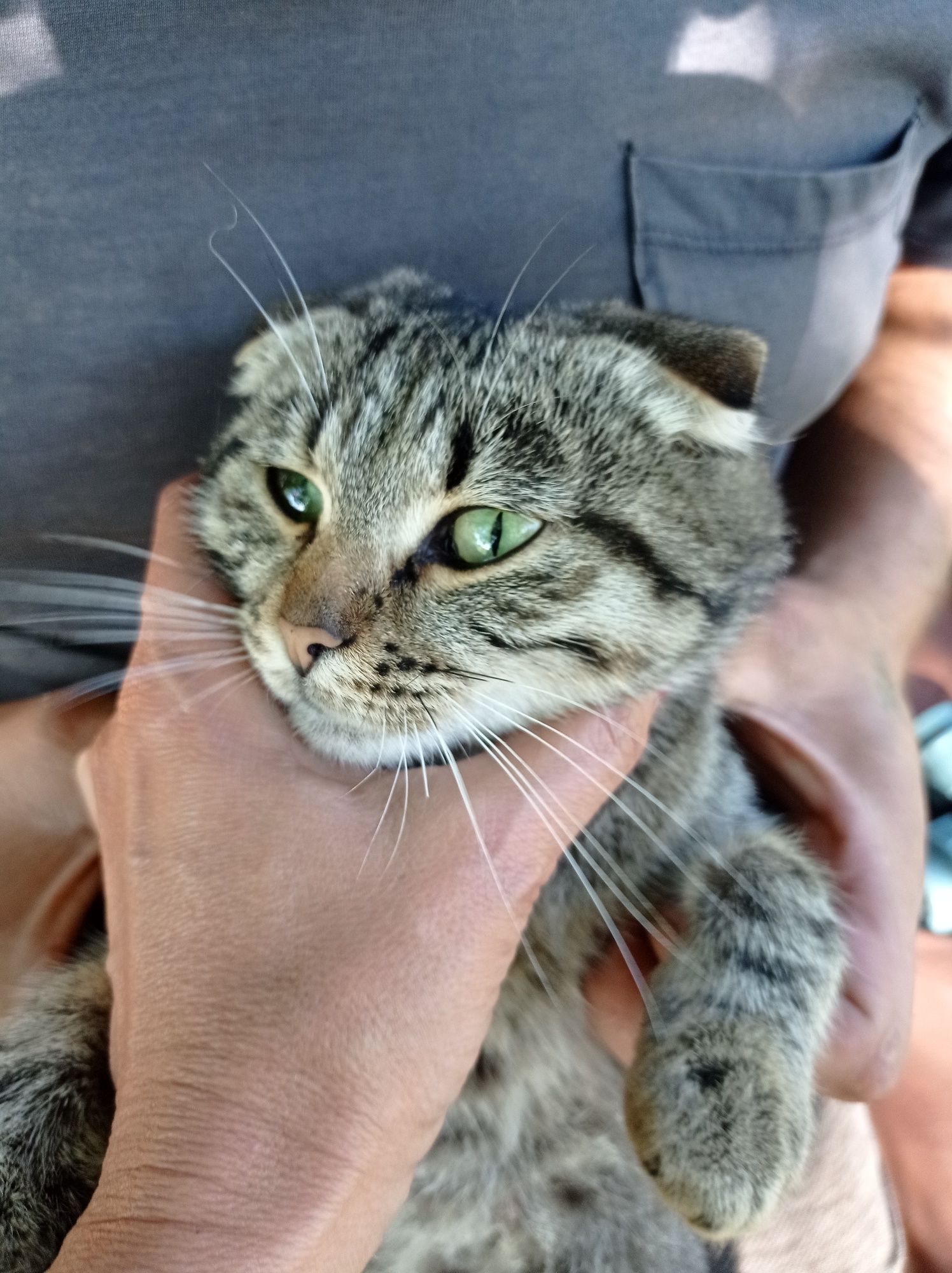 Вислоухая кошка бесплатно