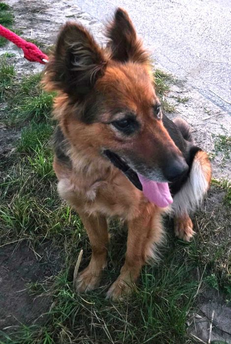 Cudna, kochana, łagodna, przytulaśna sunia prosi o dom