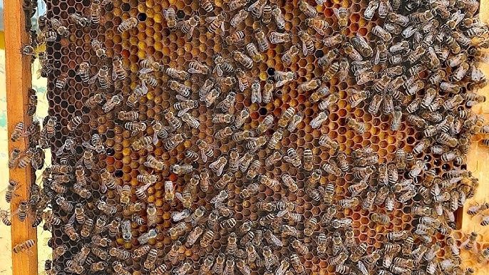 Бджоли Українська степова.