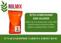 Żyto hybrydowe KWS Gilmor – żyto odporne, nowoczesne, wydajne