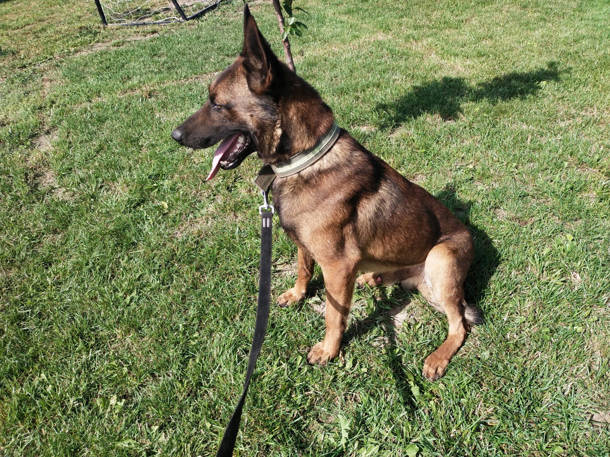 Owczarek belgijski malinois pies