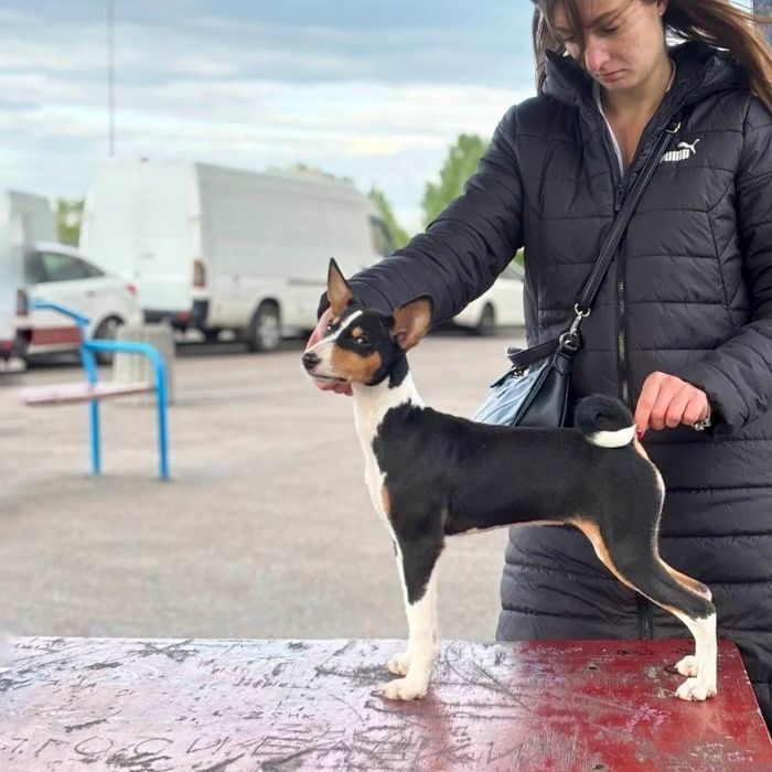 Щенки басенджи шоу класса