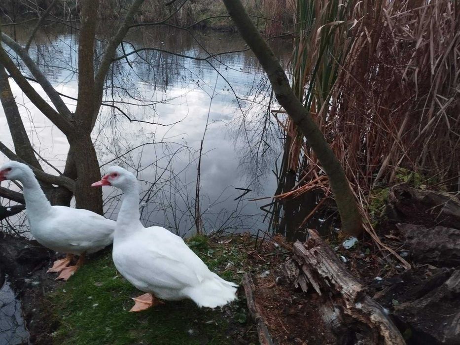 Індокачур (важка лінія)