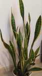 Sansevieria kwiat doniczkowy
