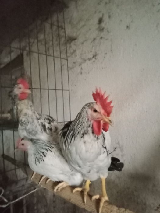 Sprzedam tegoroczne koguty ozdobne loczki gołoszyjce,brakla srebrna