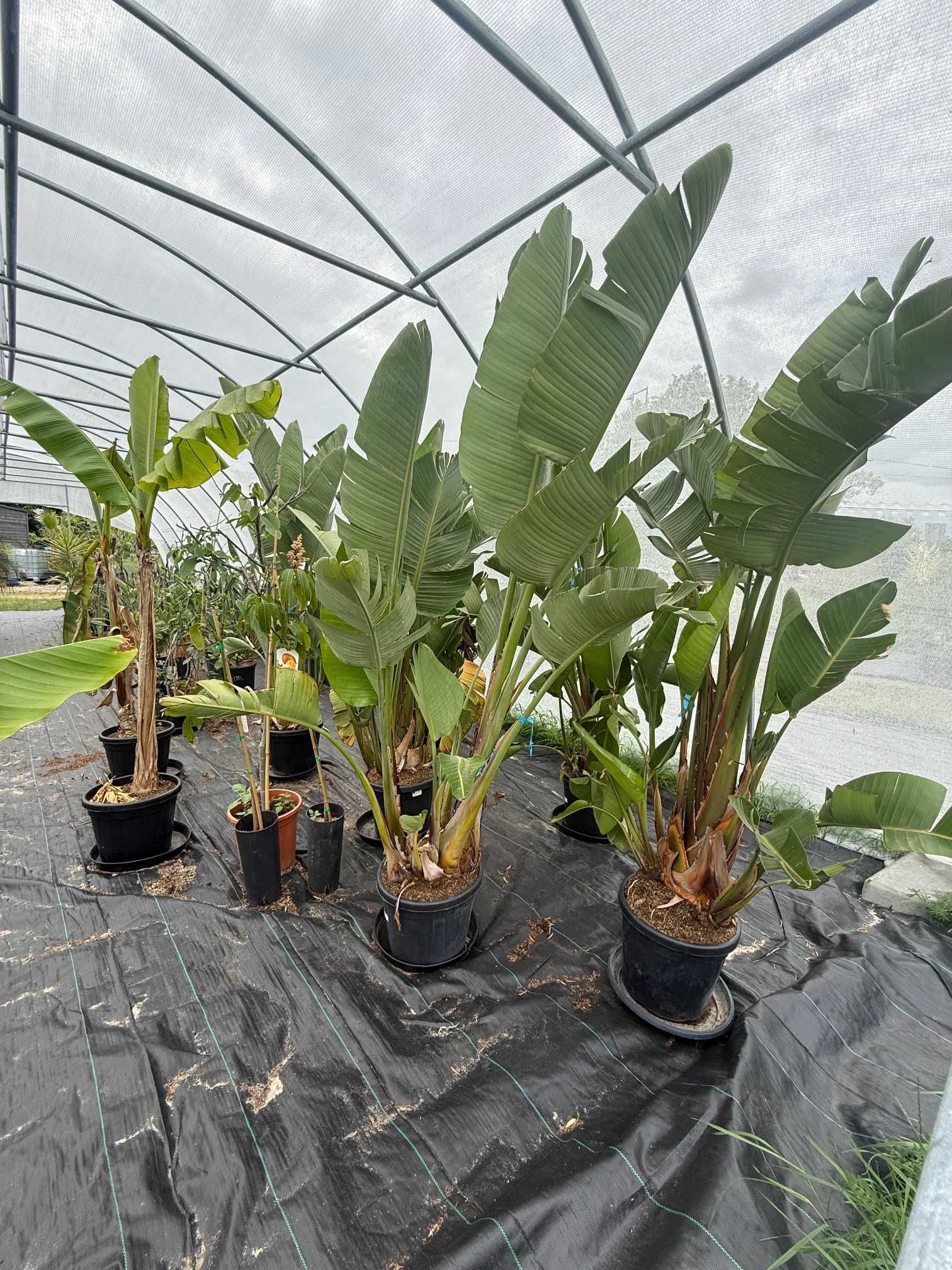 Strelicja Augusta Strelitzia Rajski ptak