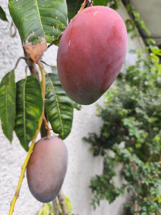 Árvores frutíferas e plantas exóticas e tropicais.