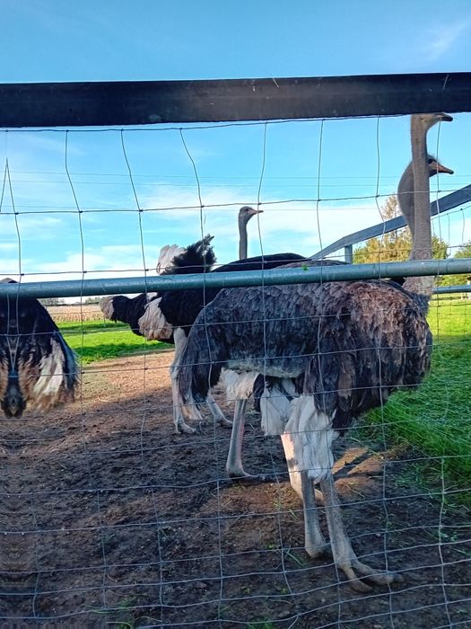 Struś afykański -samica - do dalszej hodowli, strusie.