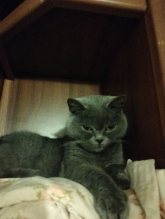 Британка кішка безкоштовно