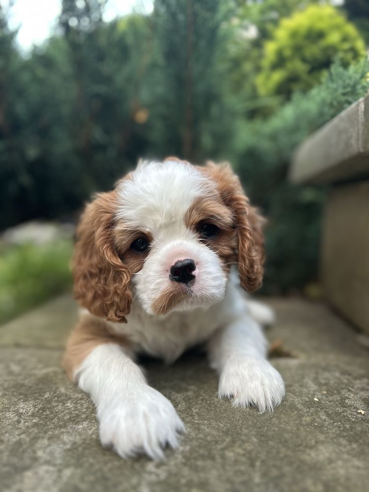 Cavalier King Charles Spaniel (FCI)