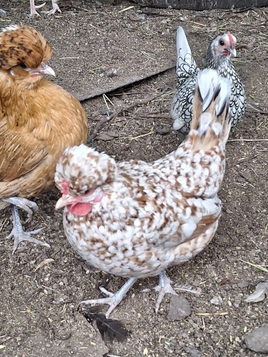 Инкубационное яйцо карликовых курочек