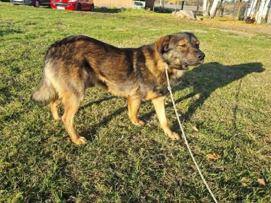 Znaleziono psa Niemysłów