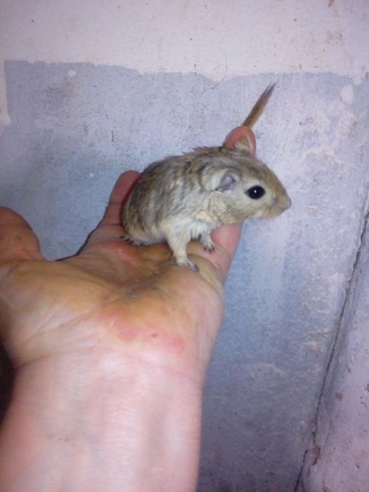 Декоративні кольорові миші піщанки