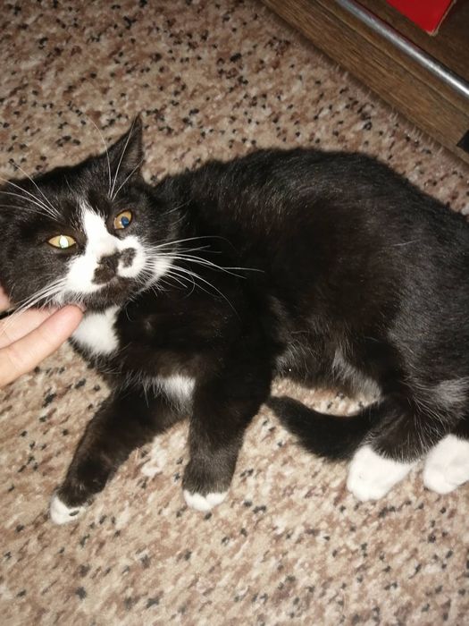 Отдам котёнка в добрые руки