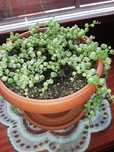 Starzec variegata