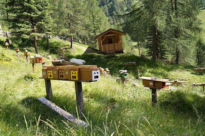 Бакфаст пчеломатки из Германии из горных облетников на 2024 год