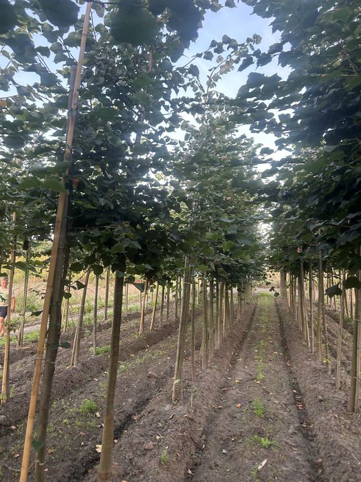 Lipa drobnolistna 8-16