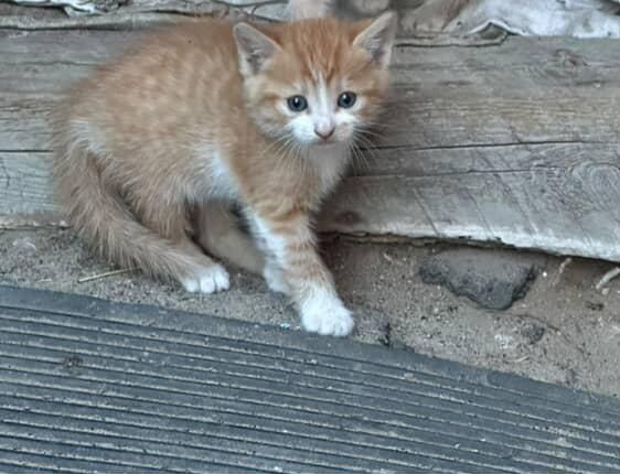 Отдам рыже-белого котенка, мальчик, 1 месяц