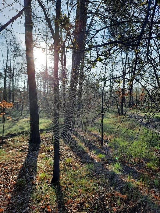Продам участок 1км до курортного района Пуща Водица  рядом- лес,озеро!