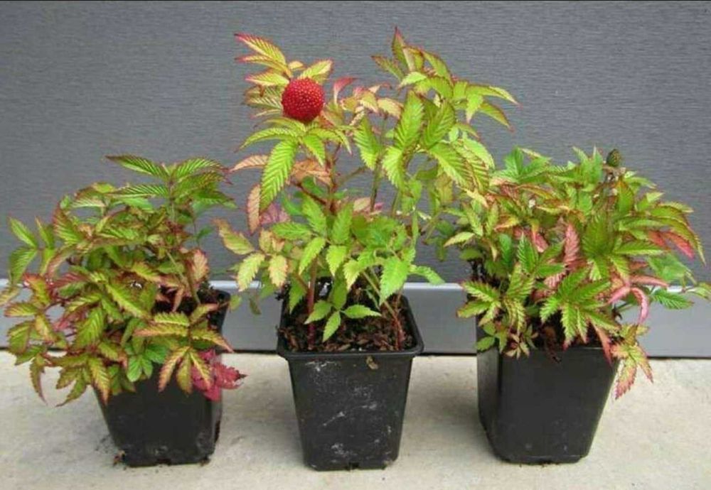 Розоволистная малина морозостойка