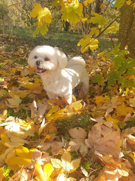 Мальтіпу хлопчик в'язка!!!