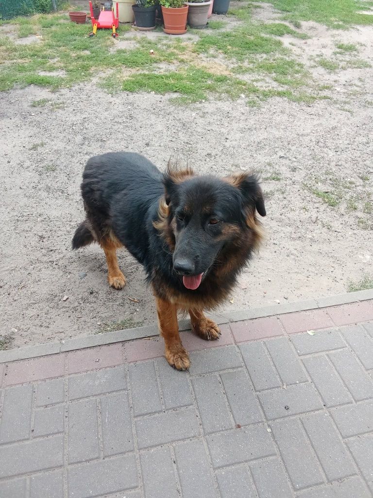 Luna młodziutka suczka owczarka niemieckiego