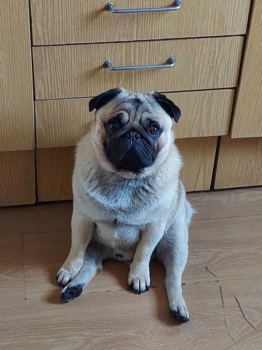 Мопс шукаємо дівчину ми платимо, всі документи є