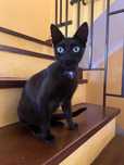 Kitty - Gatinha jovem para  Adopção
