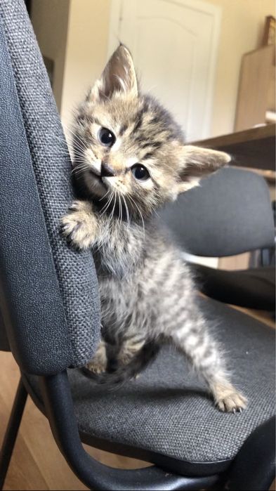 Кошенята шукають сімʼю