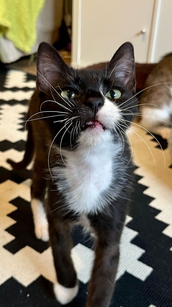 Pani Rożek i  Ringo Ringówna do adopcji