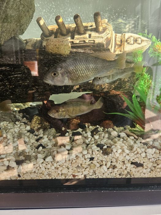 Pyszczaki zamienię oddam