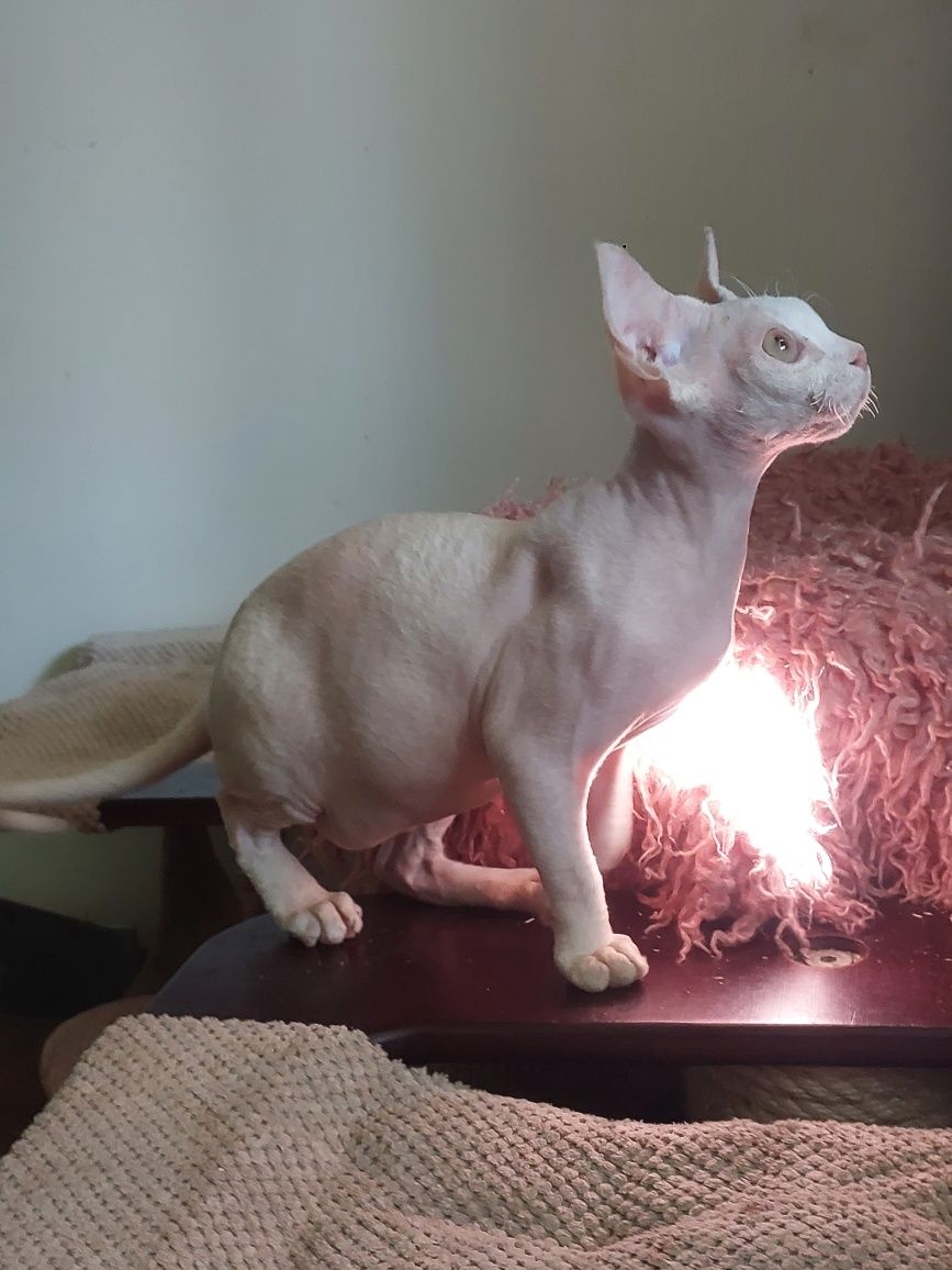 Devon rex cudowny kociak