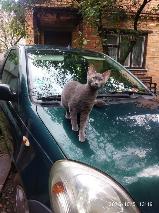 Девон Рекс хлопчик терміново у зв'язку із переїздом.