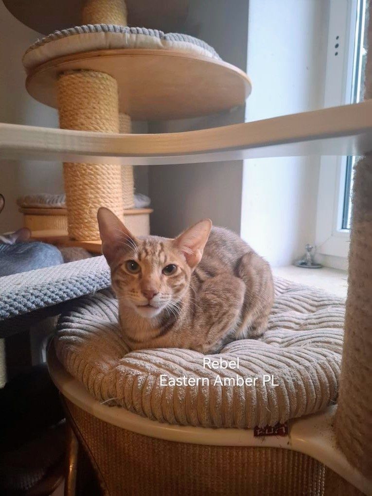 Peterbald kocurek orientalny gotowy do zmiany domku