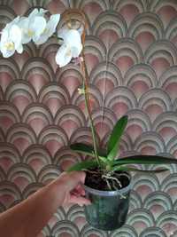 Фаленопсис орхідея, біла