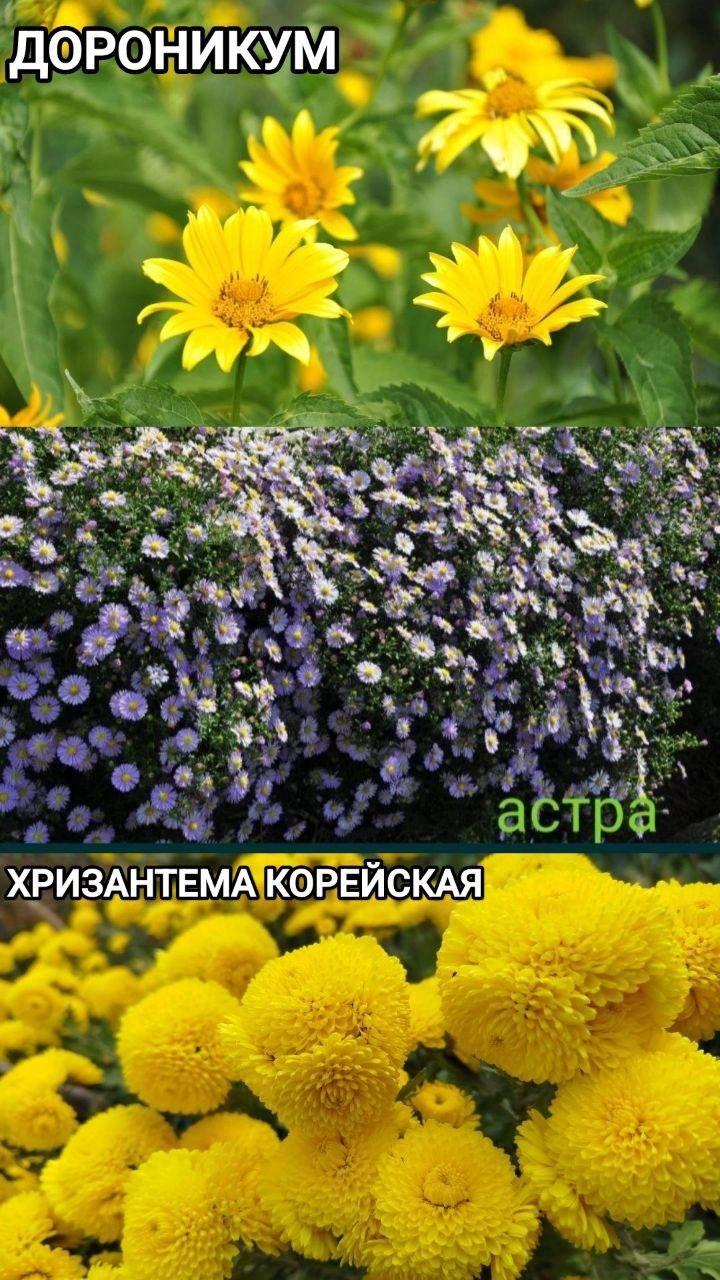 Лилия Кандидум Ирисы Ромашка Многолетние Цветы и Кустарники