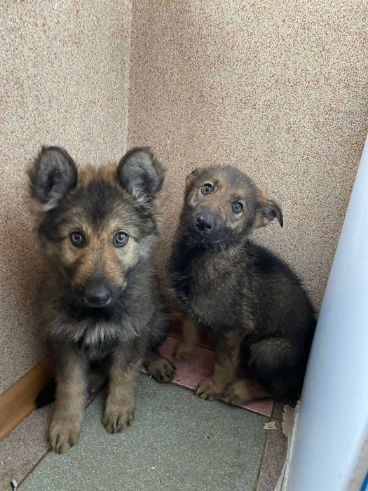 Щеночки немецкой овчарки