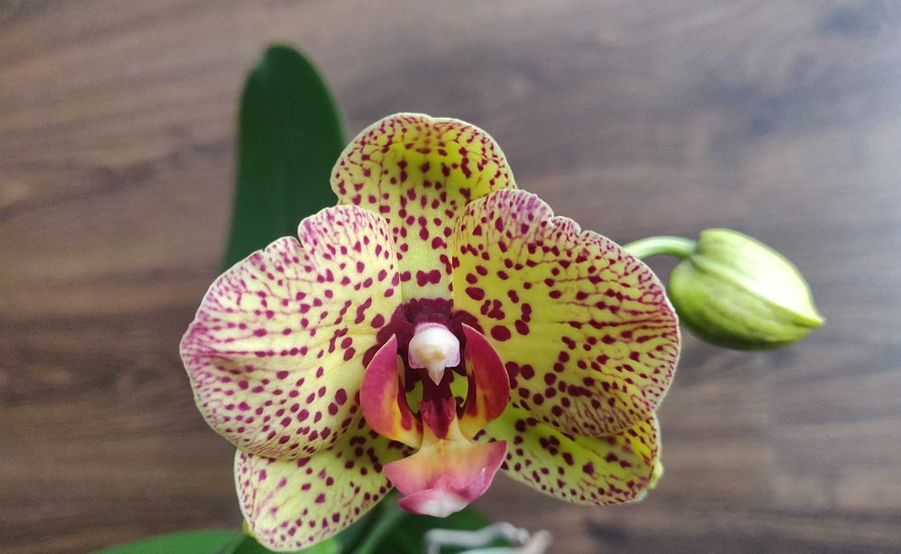 Шикарная желтая в  крап орхидея, в  коллекцию. Срочно.