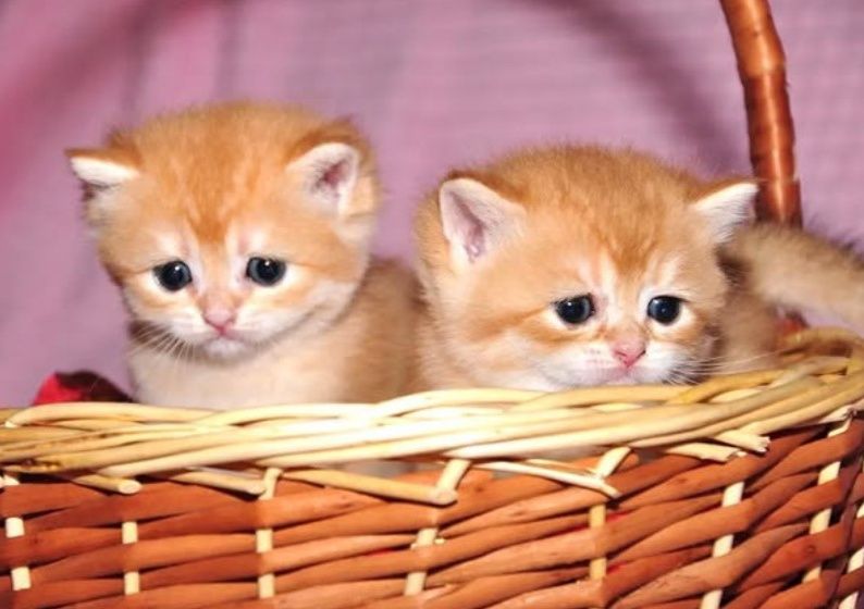 Британские котята