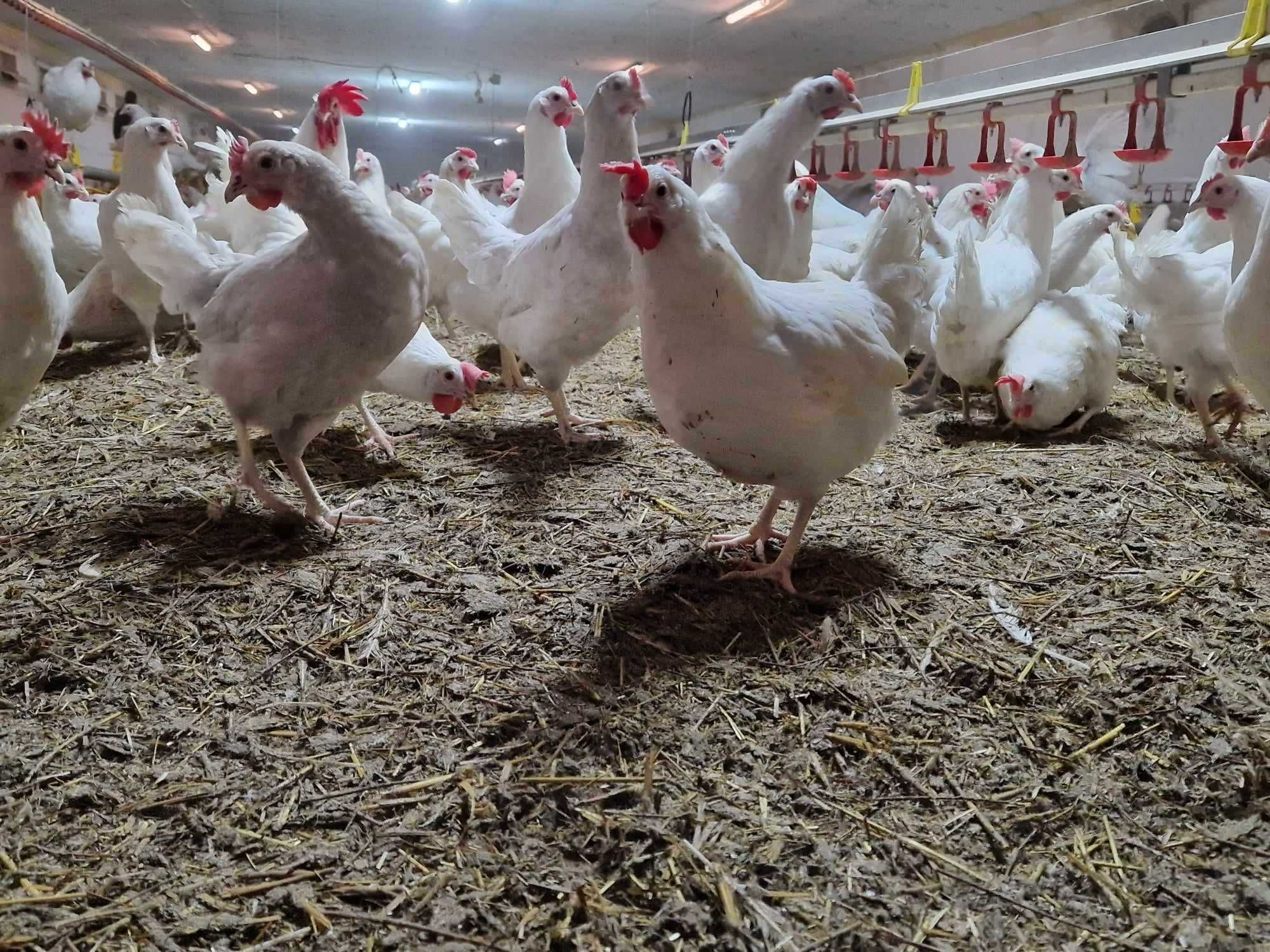 Kury kokoszki nioski rasy Tetra biała jak leghorn GRATIS DOWÓZ