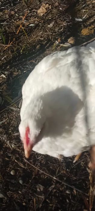 Sprzedam blojlery własnego chowu.