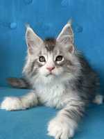 Koty, kocięta, kocurki Maine Coon