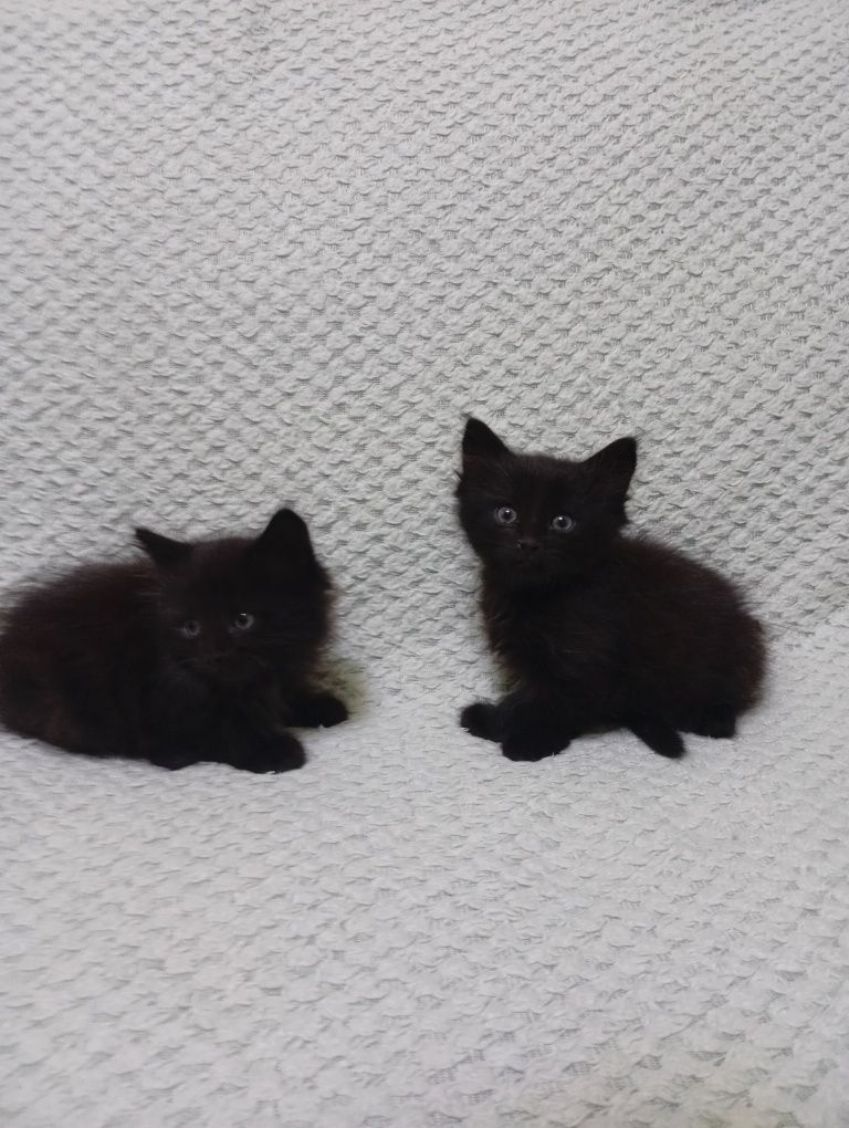 Віддам котиків 1,5 місяця