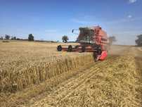Kombajn zbożowy Massey Ferguson 38rs autolevel nie 32,34,36,40,claas